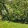 Chambre d'hote Charente-Maritime - Jardin de Leontine Ronce les Bains 