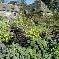 Chambre d'hote Cantal - Le jardin