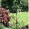 Chambre d'hote Ctes-d'Armor - Un petit bout de jardin